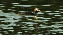 Podiceps cristatus