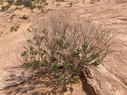 Flat-top buckwheat (Eriogonum smithii)