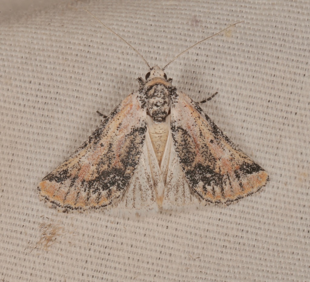 Podagra crassipes