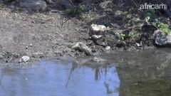 Paraxerus cepapi cepapi