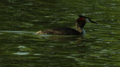 Podiceps cristatus