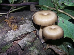 Lentinus flexipes