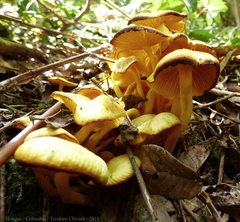 Tricholomopsis aurea