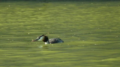 Podiceps cristatus