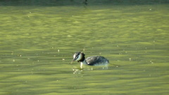 Podiceps cristatus