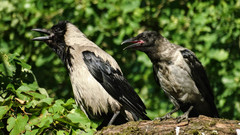 Corvus cornix