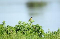 Motacilla flava cinereocapilla