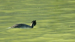 Podiceps cristatus