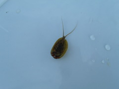 Lepidurus arcticus