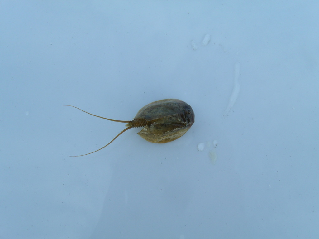 arctic tadpole shrimp