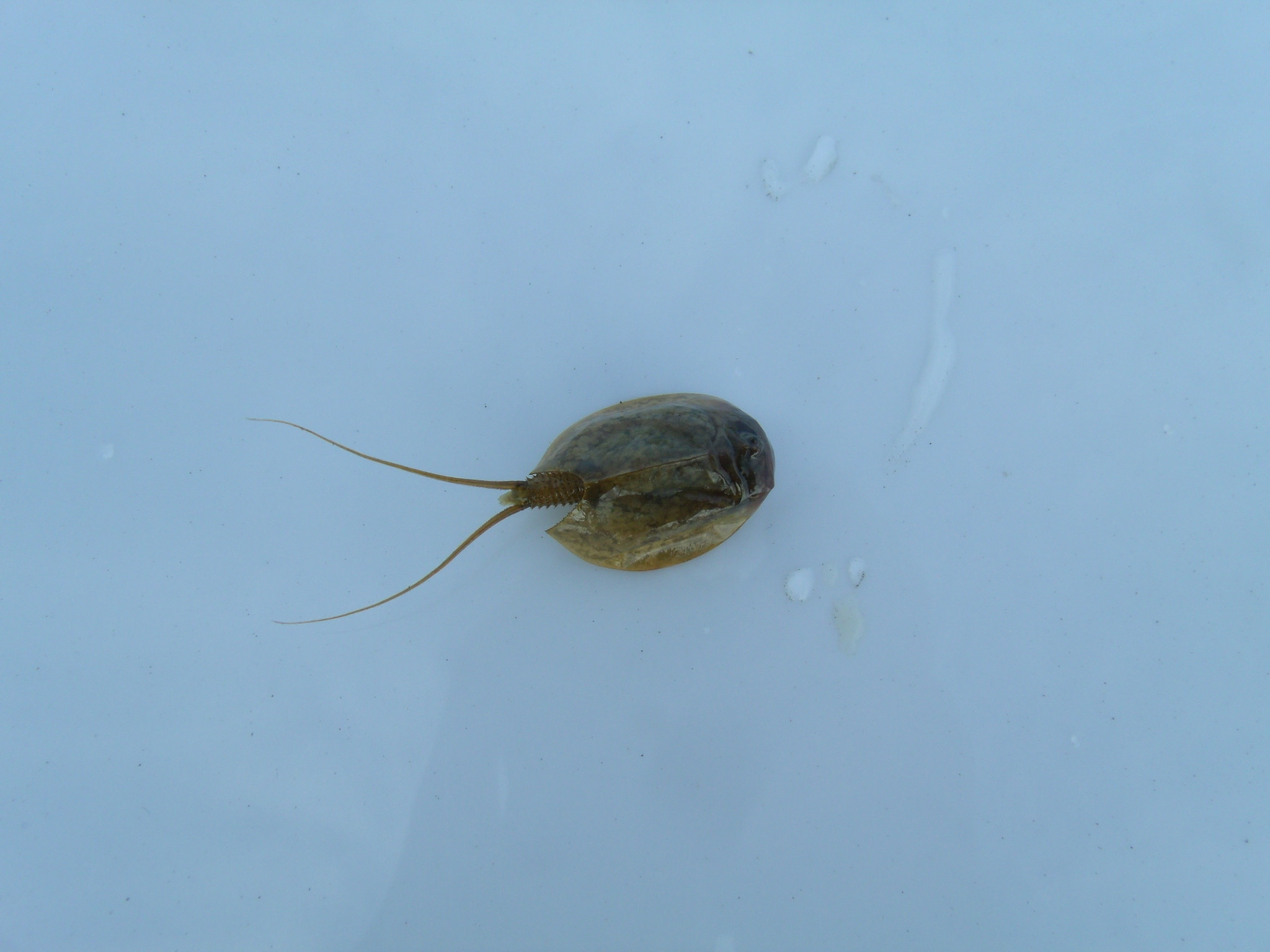 Lepidurus arcticus (Pallas, 1793)