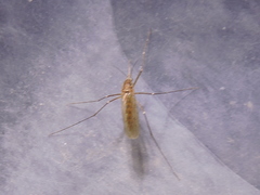 Culex quinquefasciatus