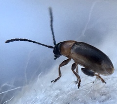 Longitarsus dorsalis