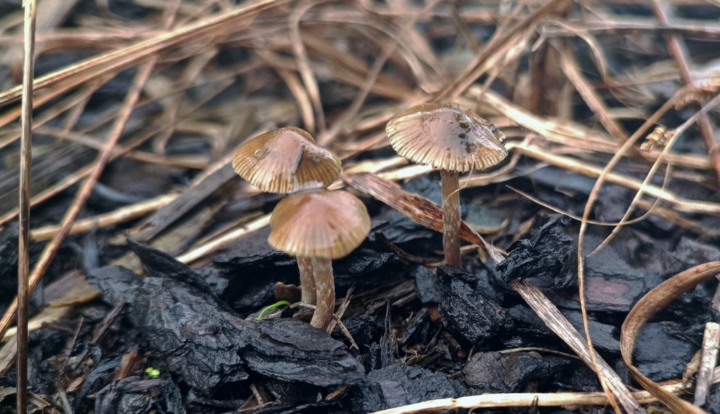 Psilocybe Mushrooms in May 2023 by Elle · iNaturalist