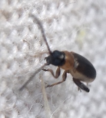 Longitarsus dorsalis