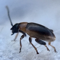 Longitarsus dorsalis