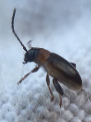 Longitarsus dorsalis