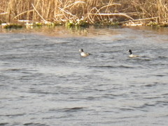 Fulica americana americana