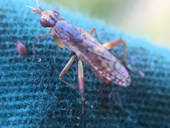 Dichetophora obliterata