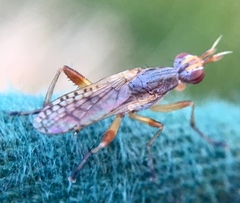 Dichetophora obliterata