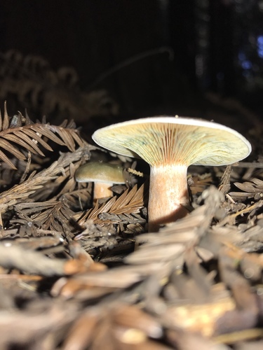 Lactarius aurantiosordidus image