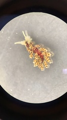 Crowned Seaslug