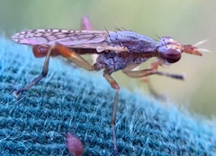 Dichetophora obliterata