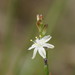 Caesia parviflora - Photo (c) Reiner Richter,  זכויות יוצרים חלקיות (CC BY-NC-SA), הועלה על ידי Reiner Richter