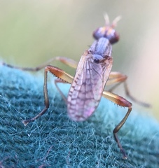 Dichetophora obliterata