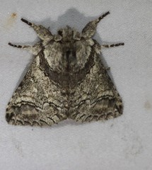 Antithemerastis acrobela
