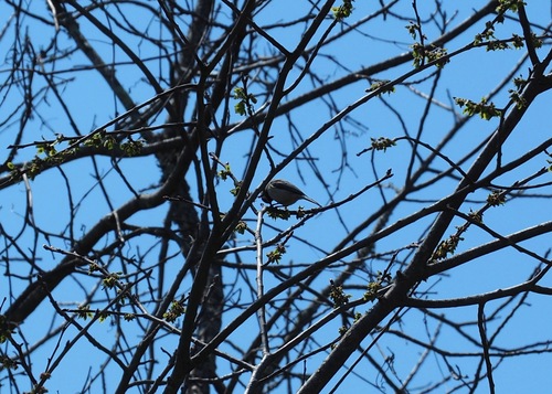 Carolina Chickadee photographed in Kentucky