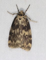 Hectobrocha subnigra