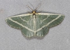 Mixocera latilineata