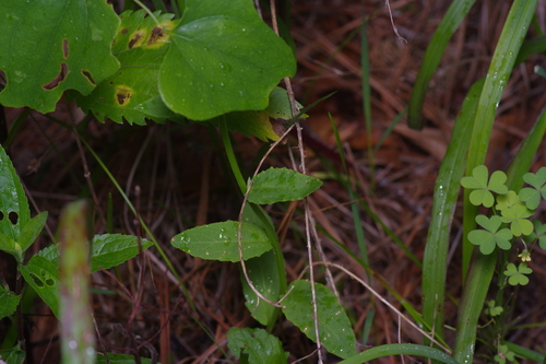 Image of Lobelia appendiculata by (c) Michelle W. （鍾偉瑋）, some rights reserved (CC BY)