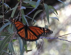 Danaus plexippus