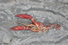 Procambarus clarkii