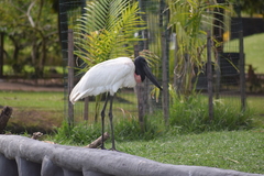 Jabiru mycteria