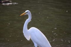 Ardea alba