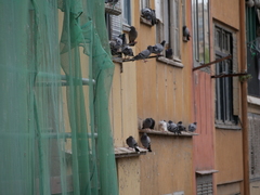 Columba livia domestica