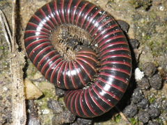 Tylobolus castaneus