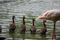 Dendrocygna autumnalis