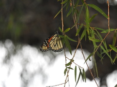 Danaus plexippus