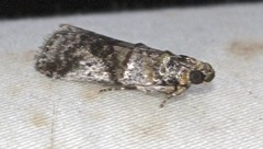 Conobathra hemichlaena