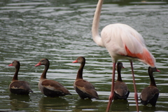 Dendrocygna autumnalis