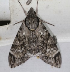 Psilogramma menephron