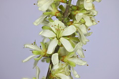 Apoplanesia paniculata