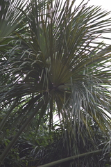 Mauritia flexuosa