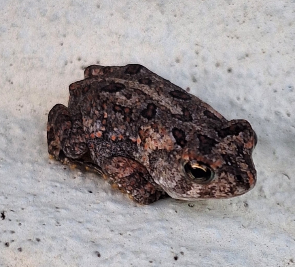 Southern Toad from Oviedo, FL 32765, USA on May 07, 2023 at 07:35 PM by ...