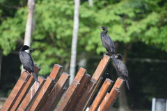 Nannopterum brasilianum