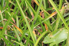 Xanthopastis regnatrix